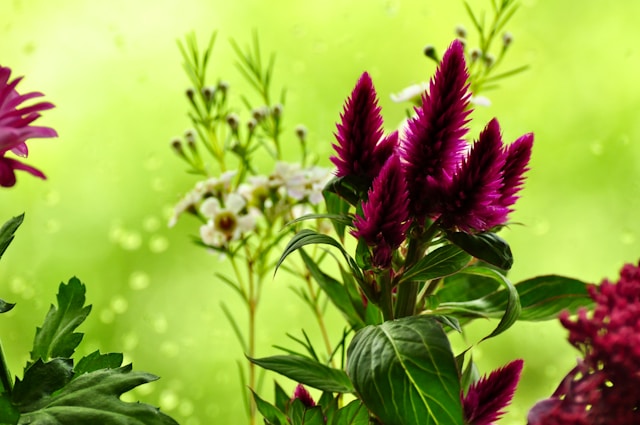 Zoltrazentelia prednosti